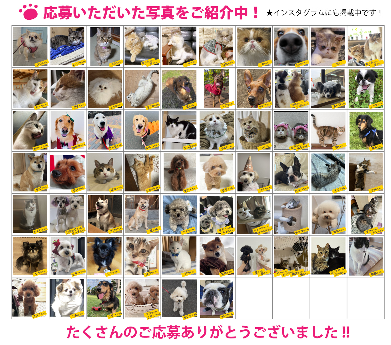 ペット写真 ワンちゃんネコちゃんご紹介中! ペット写真大募集